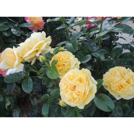 Seedling Rosa Meyan Tea-Hybride "Michelangelo", tube, 1 pc, spring 2025