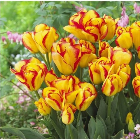 Tulip multi-flowered outbreak, 11/12 rr, 10 pcs, 40 h (cm), autumn 2024