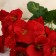 Bouquet "Nasturtium Galant" 4,5x28 cm, mix