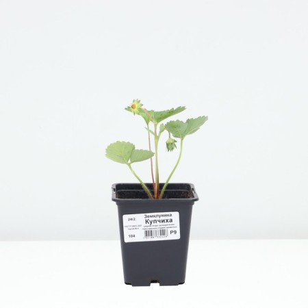 Zemklunik Kupchikha, p9 pot, 1 pc, summer 2024-2