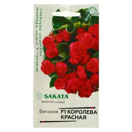 Belonia Flowers "Red Queen", F1, Eternally flowering, Sakata series, 4 pcs-2