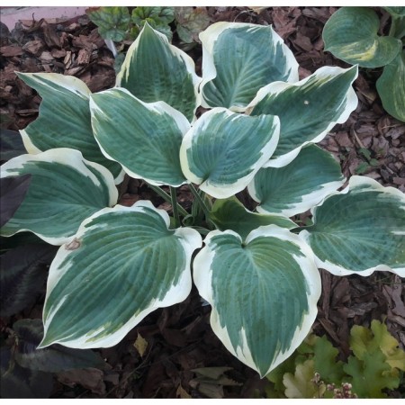 Host Hybrid Robert Frost, C2 pot, H10-50 height, 1 pc, summer 2024