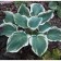 Host Hybrid Robert Frost, C2 pot, H10-50 height, 1 pc, summer 2024