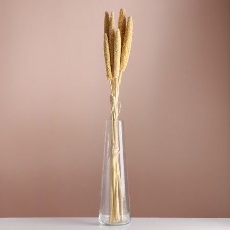 Set of dried flowers "African millet", banch 3-5 pcs, length 60 (+/- 6 cm), bleached