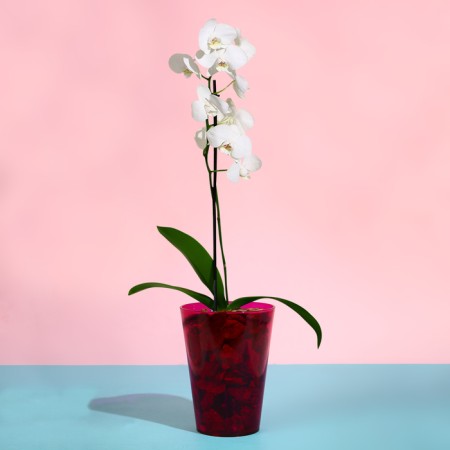 Pot for orchids, 1.2 l, 12.5 × 16.6 cm, plastic, transparent raspberry-2