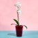 Pot for orchids, 1.2 l, 12.5 × 16.6 cm, plastic, transparent raspberry