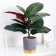 Bonsai in the pot "Extra Galant Alocasia" 9.5x26 cm
