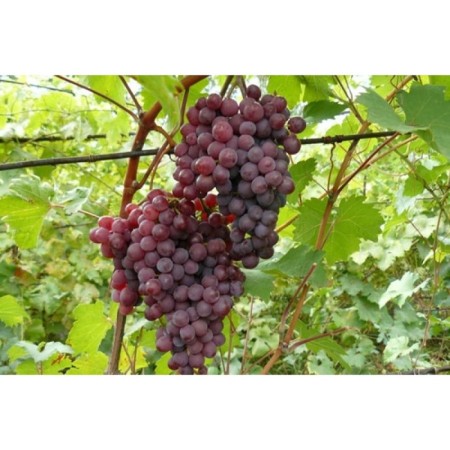 Grapes seeder "New Russian", tube, spring 2025