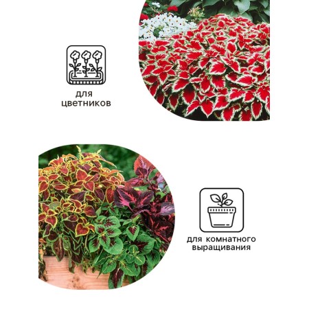 Flower seeds Koleus "Byzard", 10 pcs-2