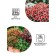 Flower seeds Koleus "Byzard", 10 pcs