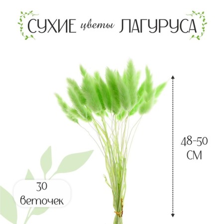 Dry -flowers "Lagurus", set of 30 pcs., Green color-1