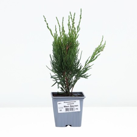 Juniper Average Mint Julep, P9, 1pc, H 3-20 cm, Spring 2024-1