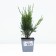 Juniper Average Mint Julep, P9, 1pc, H 3-20 cm, Spring 2024