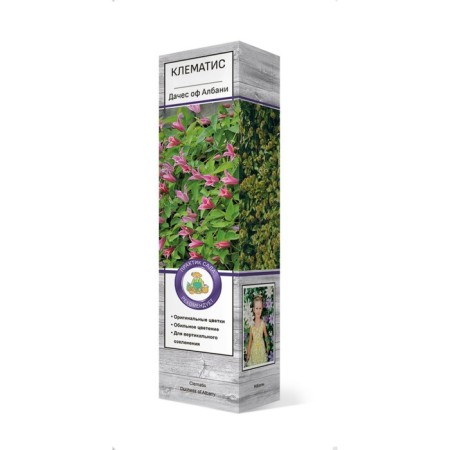 Clematis Botanical "Damic of Albani", 1 pc, tube, spring 2025