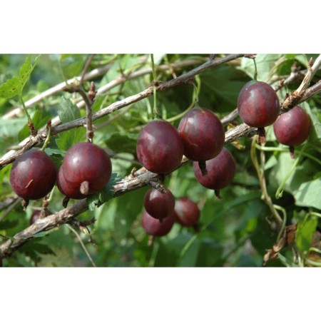 Gooseberry Hinnonmaen Punainen (Olavi), C5 pot, stamp 60-80, 1 pc, summer 2024