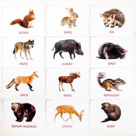 Training cards according to the method of Glen Doman "Wild Animals", 12 cards, A6, 0+-2
