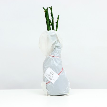 Curasao rose seedling, 1 pc, spring 2024-3