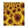 A set of napkins for setting the Sunflower table, rectangular, size 32x46 cm, 4 pcs