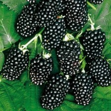 Blackberry seedlings Busty 
