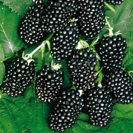Blackberry seedlings Busty "Thornfree", P9 pot, summer 2024