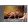 Dinosaurian figure "World of dinosaurs: tricratops", 20 cm