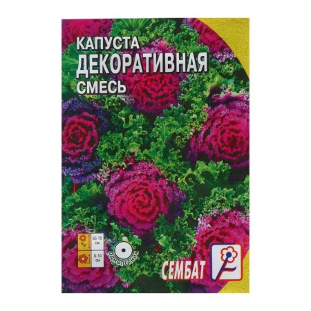Flowers of flowers are decorative cabbage, mixture, 40 pcs-2
