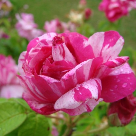 Seedling rose "Rosa Mundy", tube, spring 2025