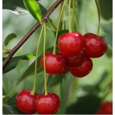 Stepnaya flame cherry, pot C3, 1 pc, summer 2024