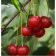 Stepnaya flame cherry, pot C3, 1 pc, summer 2024