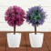 Bonsai in the pot "Color Leaflets" 18 cm, mix