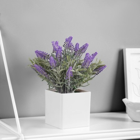 Bonsai "Lavender Extra Galant" 8x18 cm, lilac