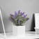 Bonsai "Lavender Extra Galant" 8x18 cm, lilac
