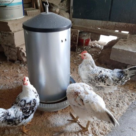 Bunker feeder for poultry at 18 kg, galvanized steel-1