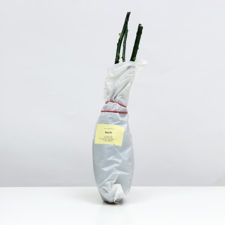 Seedling rose tea-hybrid Irina, 1 pc, spring 2024-2
