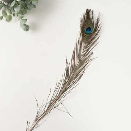 Decorative feather "Peacock" h = 70-80 cm