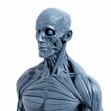 Model "Human Body" 29cm-4