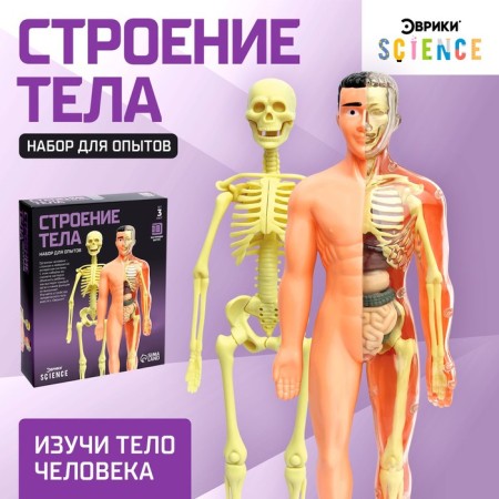 Set for experiments "body structure", human anatomy