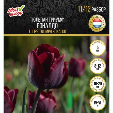 Tulip Triumph Ronaldo, river 11/12, 5 pcs, autumn 2024-3
