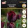 Tulip Triumph Ronaldo, river 11/12, 5 pcs, autumn 2024
