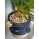 Bamboo in a cement pot, 125 × 125 × 650 mm, green / black / beige color