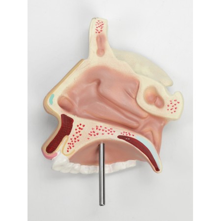 Model "Roethe cavity in the section"-2