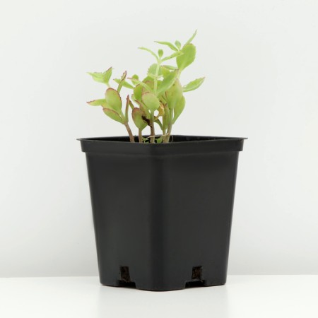 Cleanot Telephium "Manster Dark Red", P9 pot (readiness June), 1 pc, spring 2024-1