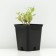 Cleanot Telephium "Manster Dark Red", P9 pot (readiness June), 1 pc, spring 2024