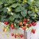 Strawberry Garden Hademar, P9 Pot, 1 pc, summer 2024