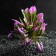 Artificial Aquarium plant, 15 x 15 x 12 cm