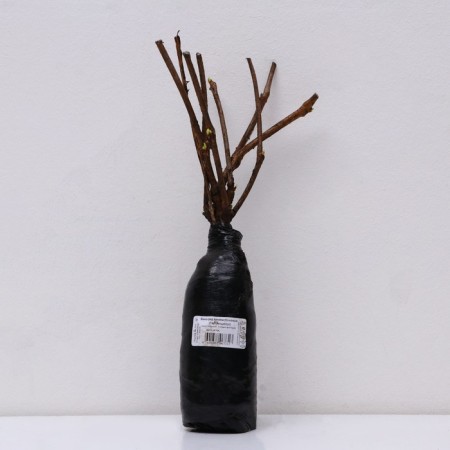 Five -leaf grapes (parthenocussus), 1 pc, tube, spring 2024-2