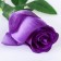 Artificial flowers "Rosa Naturel" 6x44 cm, purple