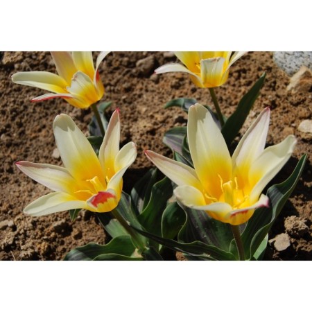 Tulip Kaifman Johann Strauss, 11/12 rr, 10 pcs, 20 h (cm), autumn 2024