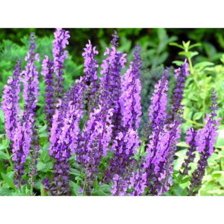 Salvia Dubravnaya (sage) Vailetkenigin, I river, 1 pc, 40 h (cm), autumn 2024