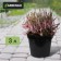 Pot for seedlings, 3 l, d = 19 cm, h = 15 cm, black, greengo